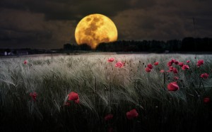 moon-and-poppy-meadow